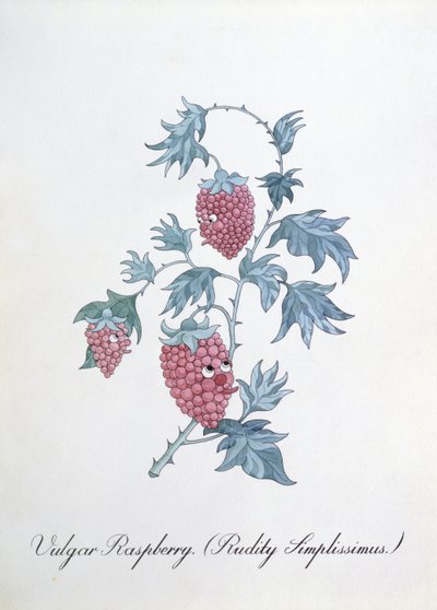 Vulgar Raspberry (Rudity Simplissimus), ilustração de 