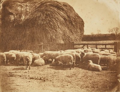 [Ovelhas num curral]. de John Whistler