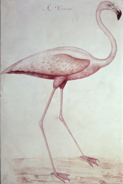 Flamingo (desenho) de John White