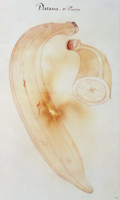 Plantain de chifre de John White
