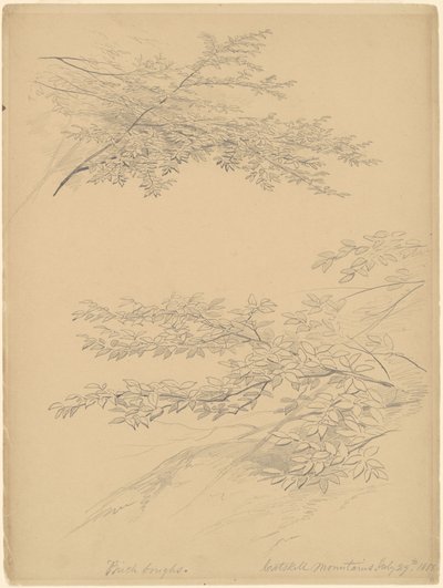 Galhos de bétula, montanhas Catskill de John William Casilear