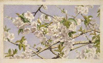 Flores de Maçã, c.1874 (wc no papel) de John William Hill