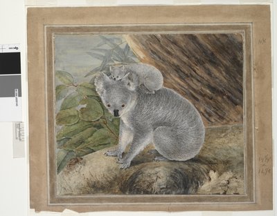 Coala e jovem, 1803, JW Lewin, 1803 (wc e guache) de John William Lewin