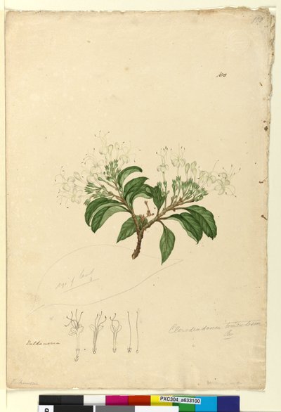 Página 100. Clerodendrum tomentosum, c.1803-06 (wc, caneta, tinta e lápis) de John William Lewin