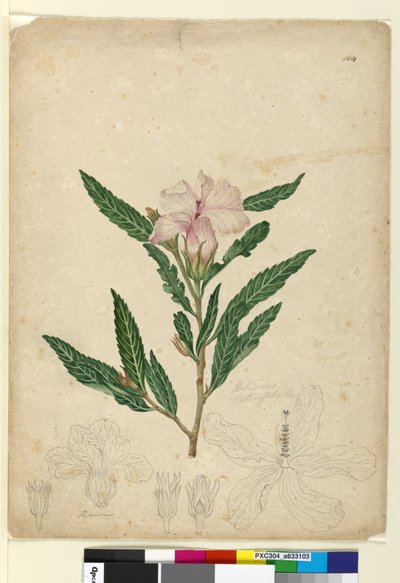 Página 104. Hibiscus heterophyllus, c.1803-06 (wc, caneta, tinta e lápis) de John William Lewin