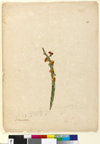 Página 114. Bossiaea scolopendria, c.1803-06 (wc, caneta, tinta e lápis) de John William Lewin