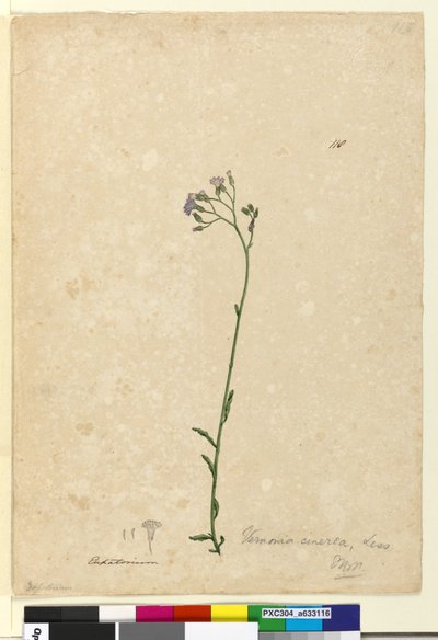 Página 118. Vernonia cinerea, c.1803-06 (wc, caneta, tinta e lápis) de John William Lewin