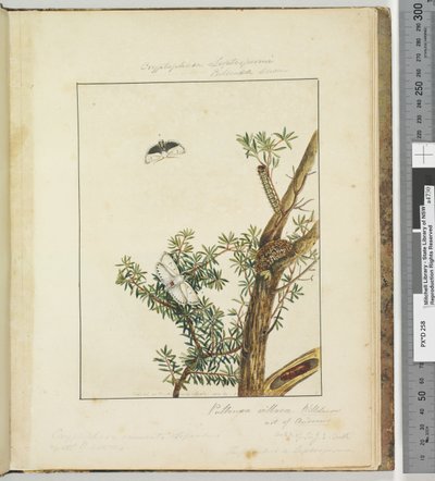 Página 11. Placa 3 Cryptophasa Septosfermi Pultenae Lewin, 1803-04 (gravuras coloridas à mão) de John William Lewin
