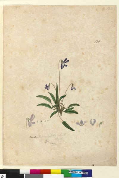 Página 128. Viola betonicifolia, c.1803-06 (wc, caneta, tinta e lápis) de John William Lewin