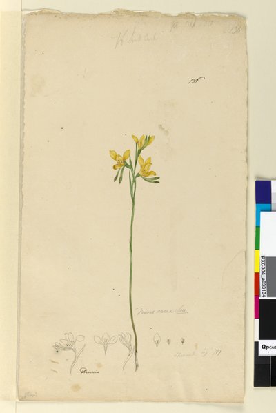 Página 136. Diuris aurea, c.1803-06 (wc, caneta, tinta e lápis) de John William Lewin