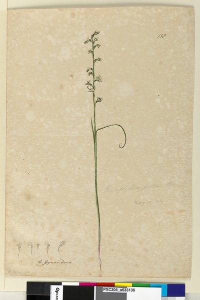 Página 138. Prasophyllum patens, c.1803-06 (wc, caneta, tinta e lápis) de John William Lewin