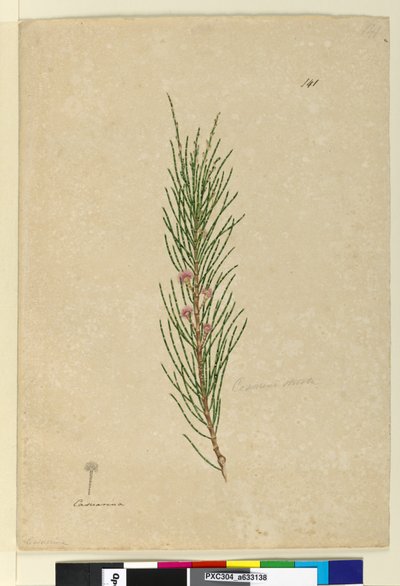 Página 141. Casuarina strictaAllocasuarina verticillata, c.1803-06 (wc, caneta, tinta e lápis) de John William Lewin