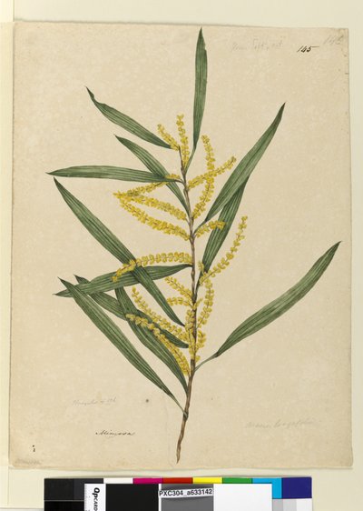 Página 145. Acacia longifolia, c.1803-06 (wc, caneta, tinta e lápis) de John William Lewin
