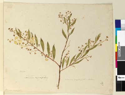 Página 147. Acacia myrtifolia, c.1803-06 (wc, caneta, tinta e lápis) de John William Lewin