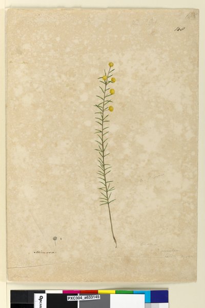 Página 148. Acacia aciculares, c.1803-06 (aquarela, caneta, tinta e lápis) de John William Lewin
