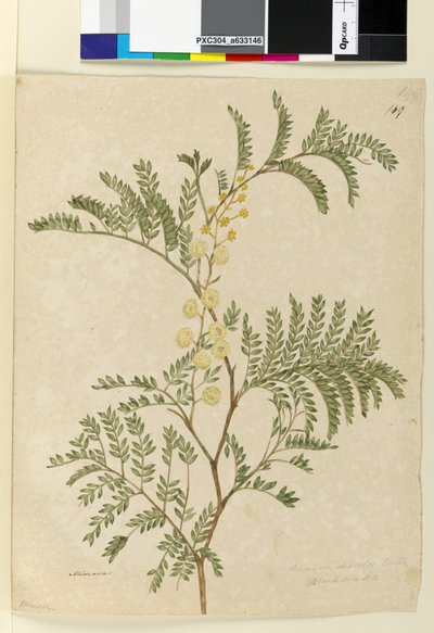 Página 149. Acacia discolorAcacia terminalis, c.1803-06 (wc, caneta, tinta e lápis) de John William Lewin