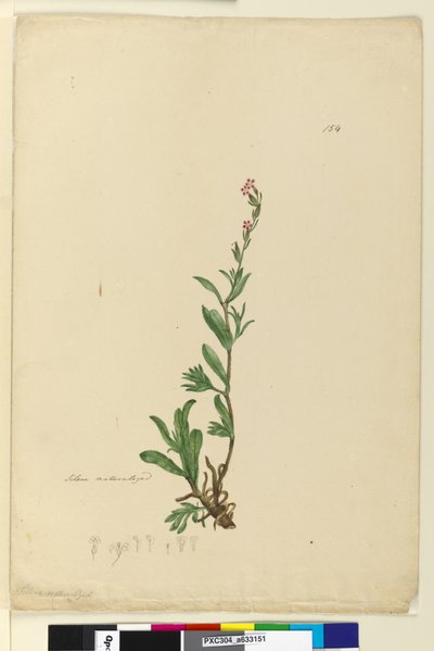 Página 154. Silene naturalizado, c.1803-06 (wc, caneta, tinta e lápis) de John William Lewin