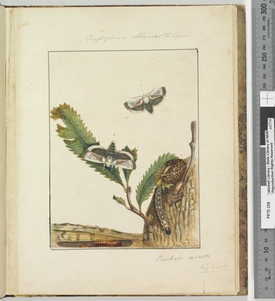 Página 15. Placa 4 Cryptophasa alba, costa Lewin, 1803-04 (gravuras coloridas à mão) de John William Lewin