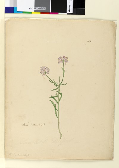 Página 164. Iberis naturalizado, c.1803-06 (wc, caneta, tinta e lápis) de John William Lewin