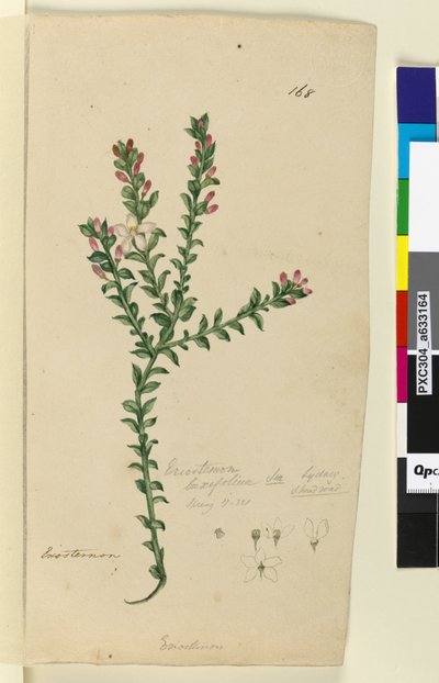 Página 168. Eriostemon buxifolium, c.1803-06 (wc, caneta, tinta e lápis) de John William Lewin
