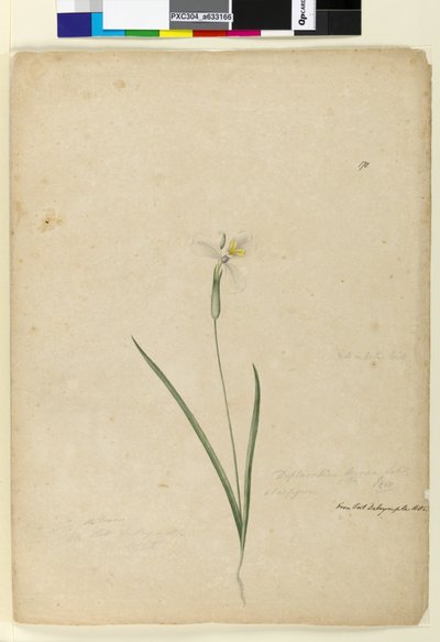 Página 170. Diplarrhena moraea, c.1803-06 (wc, caneta, tinta e lápis) de John William Lewin