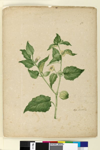 Página 172. Physalis edulis, c.1803-06 (wc, caneta, tinta e lápis) de John William Lewin