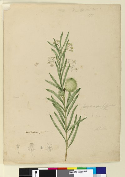 Página 173. Asclepias fruticosa, c.1803-06 (wc, caneta, tinta e lápis) de John William Lewin