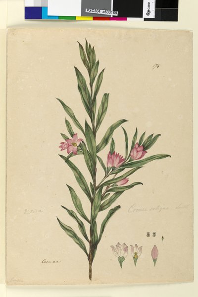Página 174. Crowea saligna, c.1803-06 (wc, caneta, tinta e lápis) de John William Lewin