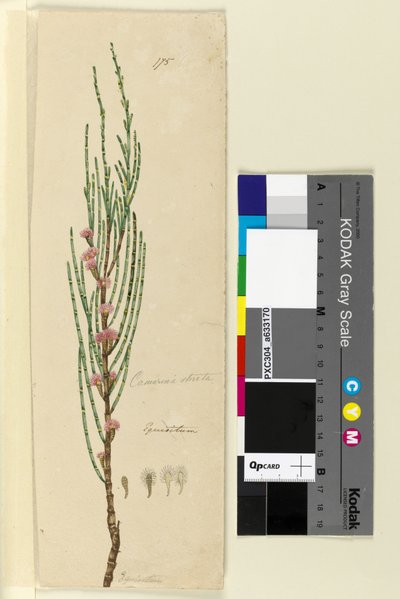 Página 175. Casuarina stricta Allocasuarina verticillata, c.1803-06 (WC, caneta, tinta e lápis) de John William Lewin