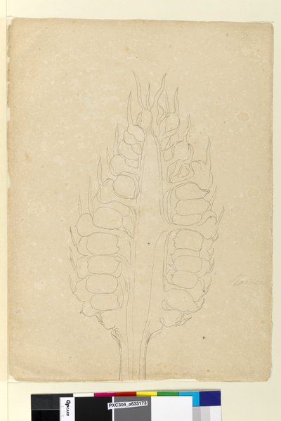 Página 178a. Zamia, c.1803-06 (wc, caneta, tinta e lápis) de John William Lewin