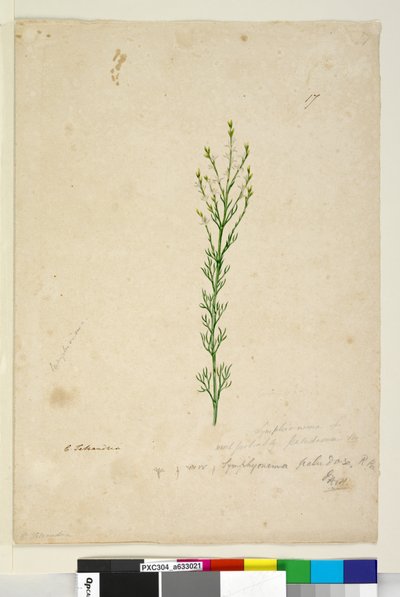 Página 17. Symphionema paludosum, c.1803-06 (wc, caneta, tinta e lápis) de John William Lewin