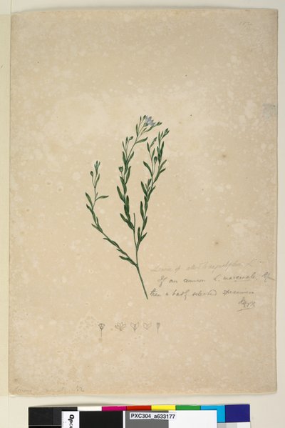 Página 182. Linum sp aliado a augustifolium, c.1803-06 (wc, caneta, tinta e lápis) de John William Lewin