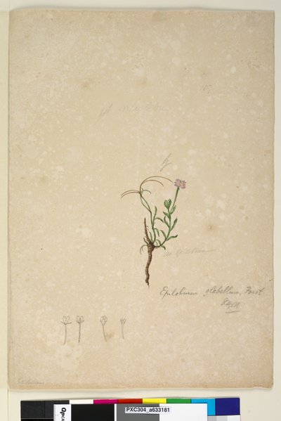 Página 187. Epilobium glabellum, c.1803-06 (wc, caneta, tinta e lápis) de John William Lewin
