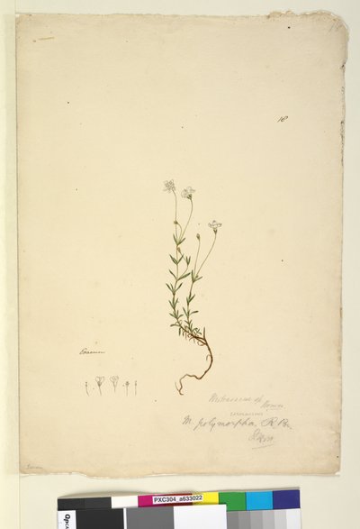 Página 18. Mitrasacme polymorpha, c.1803-06 (wc, caneta, tinta e lápis) de John William Lewin