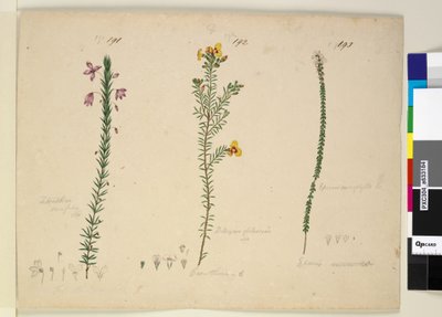 Página 191. Tetratheca ericifolia; 192. Dillwynia glaberrima; 193. Epacris microphylla, c.1803-06 (wc, caneta, tinta e lápis) de John William Lewin