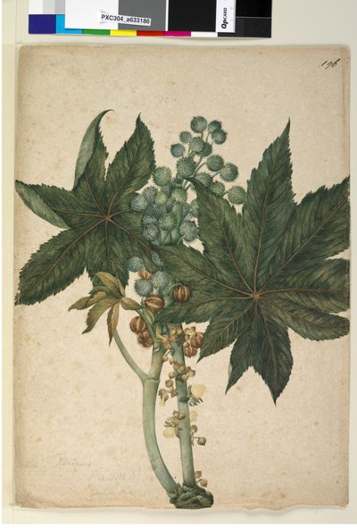 Página 196. Ricinus Ricinus communis, c.1803-06 (wc, caneta, tinta e lápis) de John William Lewin