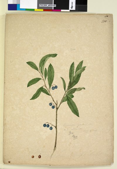 Página 200. Elaeocarpus reticulatus, c.1803-06 (wc, caneta, tinta e lápis) de John William Lewin
