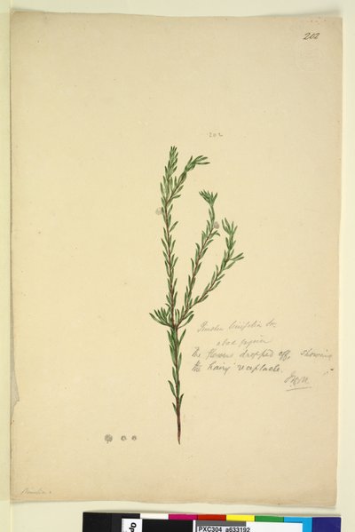 Página 202. Pimelia linifolia, c.1803-06 (wc, caneta, tinta e lápis) de John William Lewin