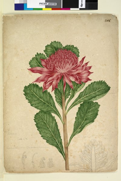 Página 206. Telopea speciosissima, c.1803-06 (wc, caneta, tinta e lápis) de John William Lewin