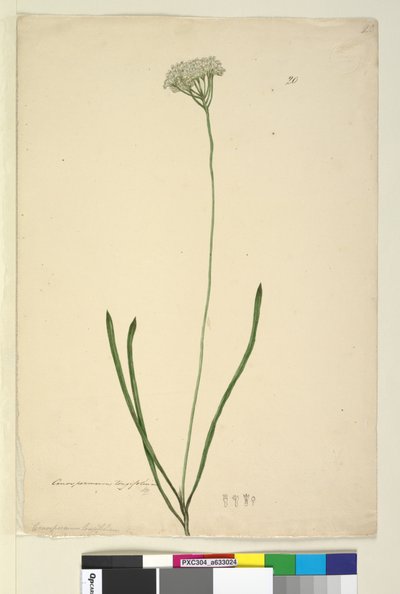 Página 20. Conospermum longifolium, c.1803-06 (wc, caneta, tinta e lápis) de John William Lewin