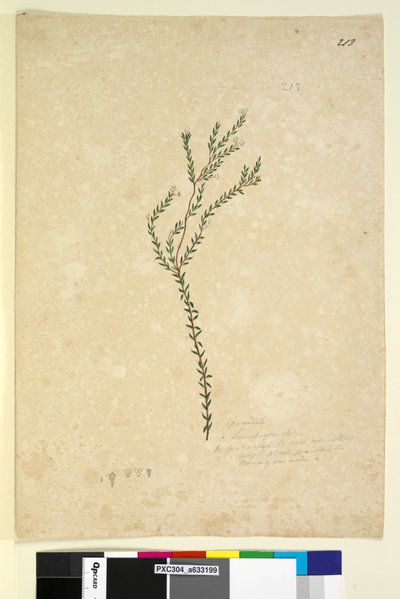 Página 213. EpacrideaeLeucopogon sp., C.1803-06 (wc, caneta, tinta e lápis) de John William Lewin