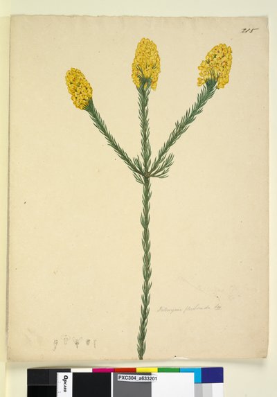 Página 215. Dillwynia floribunda, c.1803-06 (wc, caneta, tinta e lápis) de John William Lewin