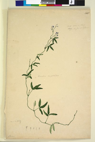 Página 218. Kennedy comptoniana Hardenbergia comptoniana, c.1803-06 (wc, caneta, tinta e lápis) de John William Lewin