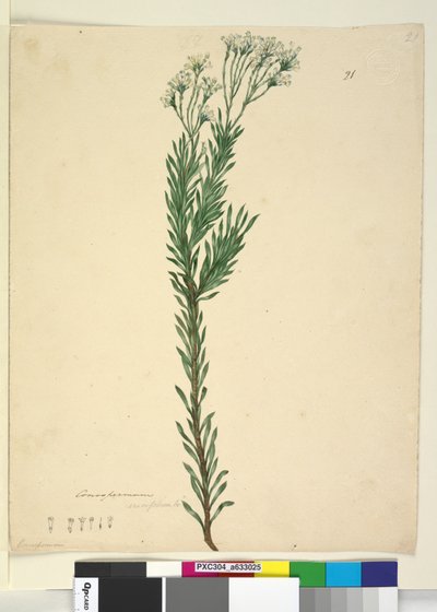 Página 21. Conospermum ericifolium, c.1803-06 (wc, caneta, tinta e lápis) de John William Lewin