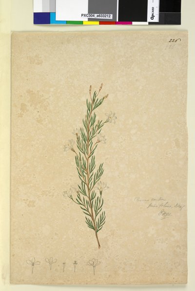 Página 226. Ricinocarpus pinifolius, c.1803-06 (wc, caneta, tinta e lápis) de John William Lewin