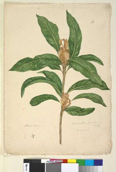 Página 22. Xylomelum pyriforme, c.1803-06 (wc, caneta, tinta e lápis) de John William Lewin