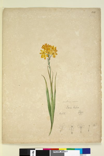 Página 232. Ixia lutea, c.1803-06 (wc, caneta, tinta e lápis) de John William Lewin