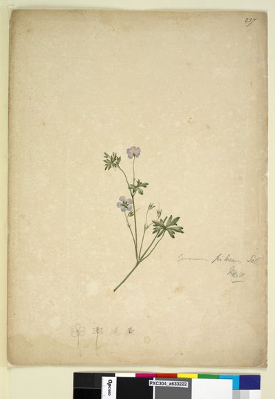 Página 237. Geranium pilosum, c.1803-06 (wc, caneta, tinta e lápis) de John William Lewin