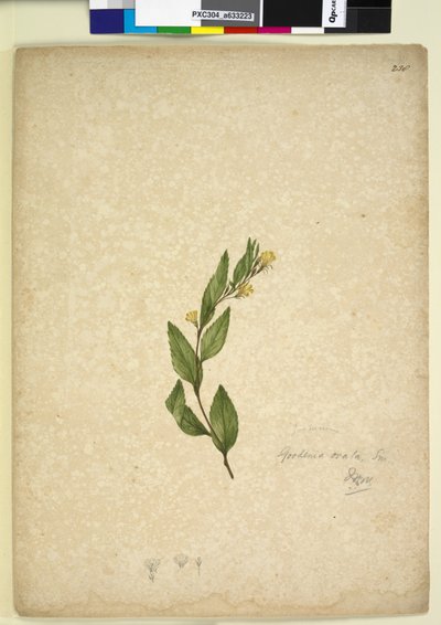 Página 238. Goodenia ovata, c.1803-06 (wc, caneta, tinta e lápis) de John William Lewin