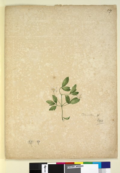 Página 239. Clematis, c.1803-06 (wc, caneta, tinta e lápis) de John William Lewin